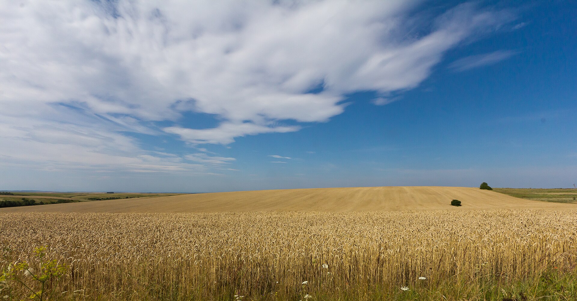 Un champ de blé doré sous un grand ciel bleu, en Ukraine