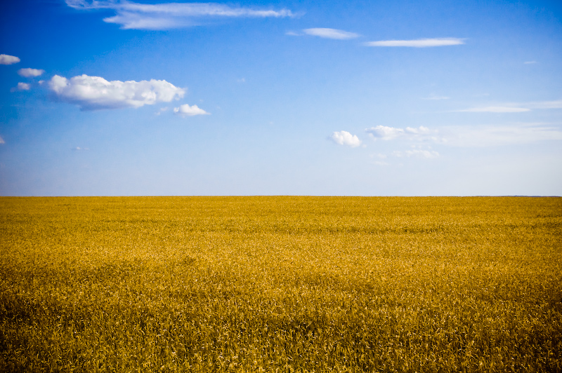 Un champ de blé doré sous un grand ciel bleu en Ukraine